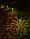 Фонарь садовый ЧУДЕСНЫЙ САД "Кружева" светодиодный проекционный на солнеч. батарее, металл, фото 3