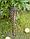 Фонарь садовый ЧУДЕСНЫЙ САД "Кружева" светодиодный проекционный на солнеч. батарее, металл, фото 7