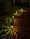 Фонарь садовый ЧУДЕСНЫЙ САД "Тысячелистник" св/диодный проекционный на солнеч. батарее, металл, фото 7
