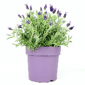 Лаванда (20-25 см)