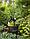 Фигура садовая ЧУДЕСНЫЙ САД "Том" с LED подсветкой на солнеч.батарее, полирезина, фото 8