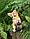 Фигура садовая ЧУДЕСНЫЙ САД "Котенок с фонарем" h18см, полирезина, фото 5