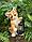 Фигура садовая ЧУДЕСНЫЙ САД "Котенок с фонарем" h18см, полирезина, фото 7