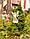 Фонарь садовый ЧУДЕСНЫЙ САД  "Ангел" св/диодный на солнечной батарее, фото 2
