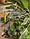 Фонарь садовый ЧУДЕСНЫЙ САД "Фейерверк" (2 шт в упаковке)  св/диодный RGB на солнеч. батарее, фото 4