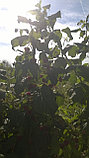 Саженцы  сорта ремонтантной малины Зюгана (Zugana), фото 3