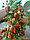 Саженцы  сорта ремонтантной малины Маравилла, фото 5