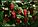 Саженцы  сорта ремонтантной малины Маравилла, фото 6