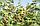 Саженцы  сорта летней малины Лячка (Ляшка), фото 3