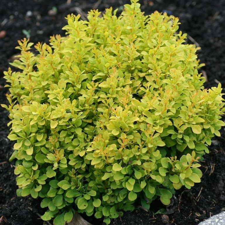Барбарис Тунберга "Тини Голд" (Tiny Gold), С2
