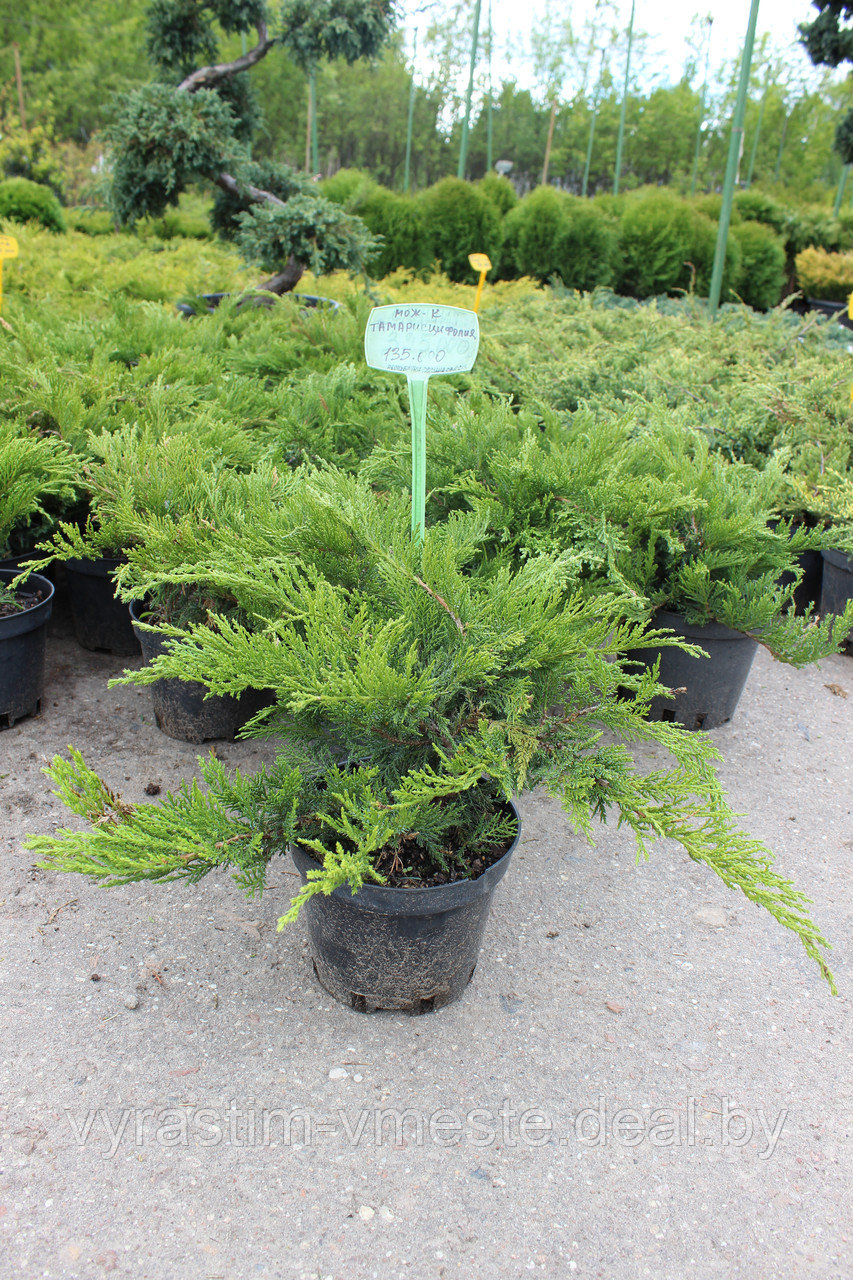 Можжевельник казацкий Тамарисцифолия. (Juniperus sabina Tamariscifolia ),С3, диам:30-35см - фото 1 - id-p4241174