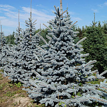 Ель колючая (голубая) "Хупси" (Hoopsii), С10
