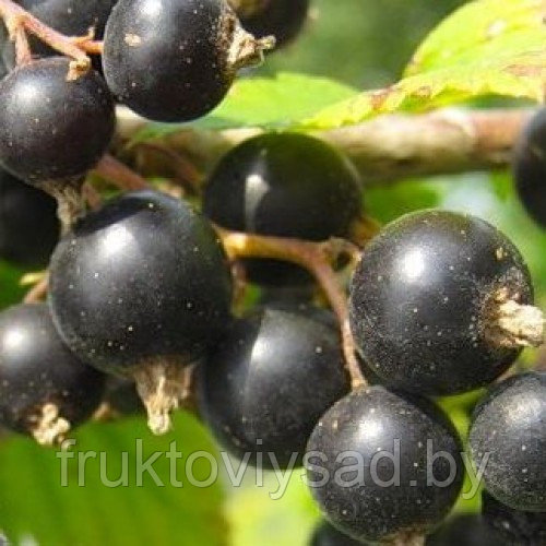 Семена Черной Смородины Купить