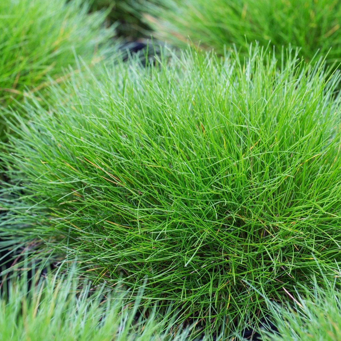 Овсяница овечья (Festuca ovina), С2