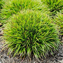 Прочие злаки и травы