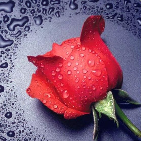 Картина стразами "Красная Роза" - фото 1 - id-p157162570
