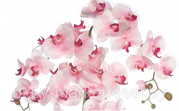 Цветочная композиция из орхидей в горшке  R-101, фото 2