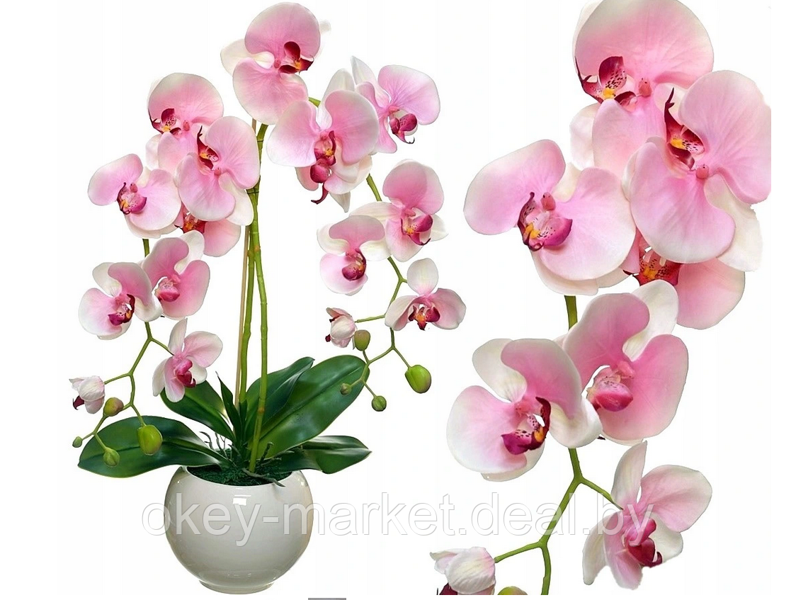 Купить цветы орхидеи в горшке. Wellness фаленопсис. Орхидея фаленопсис гигант. Arezzo фаленопсис. Орхидея Scenza.