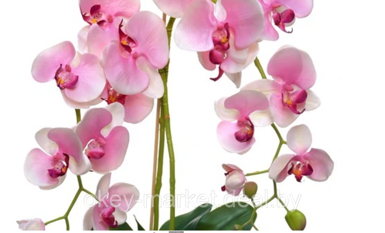 Цветочная композиция из орхидей в горшке F-17 - фото 5 - id-p147753010