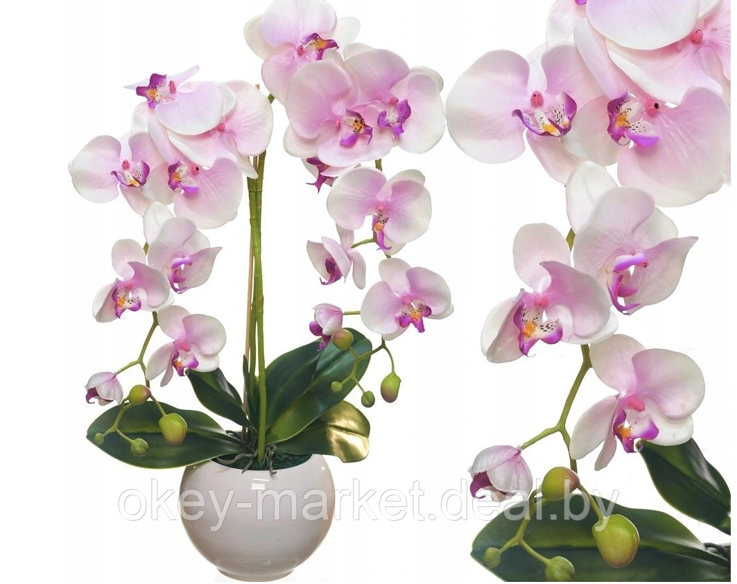 Цветочная композиция из орхидей в горшке F-18 - фото 2 - id-p157334308