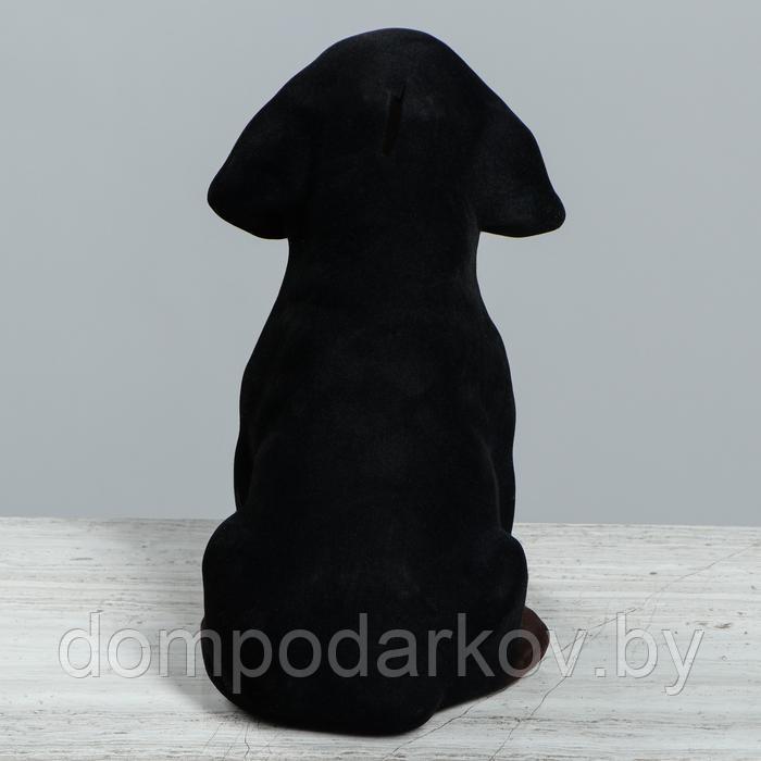 Копилка "Ротвейлер", флок, чёрный цвет, 27 см - фото 3 - id-p157363572