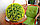Искусственное растение Green Fly Самшит Мимоза / С-13-23, фото 4