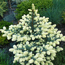 Ель колючая "Белобок" (Bialobok), С5