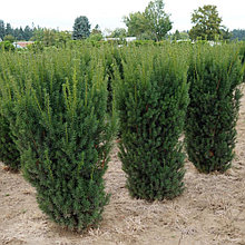 Тис средний "Хикси" (Hicksii), С3