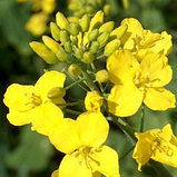 Семена Рапс озимый сидерат, медонос (упаковка 1 кг) РБ, фото 2