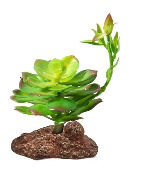 Растение "Эониум" 100*100*160 мм Laguna (84044005) - фото 1 - id-p157691965