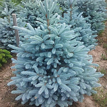 Ель колючая (голубая) "Глаука Мисти Блю" (Misty Blue), С5