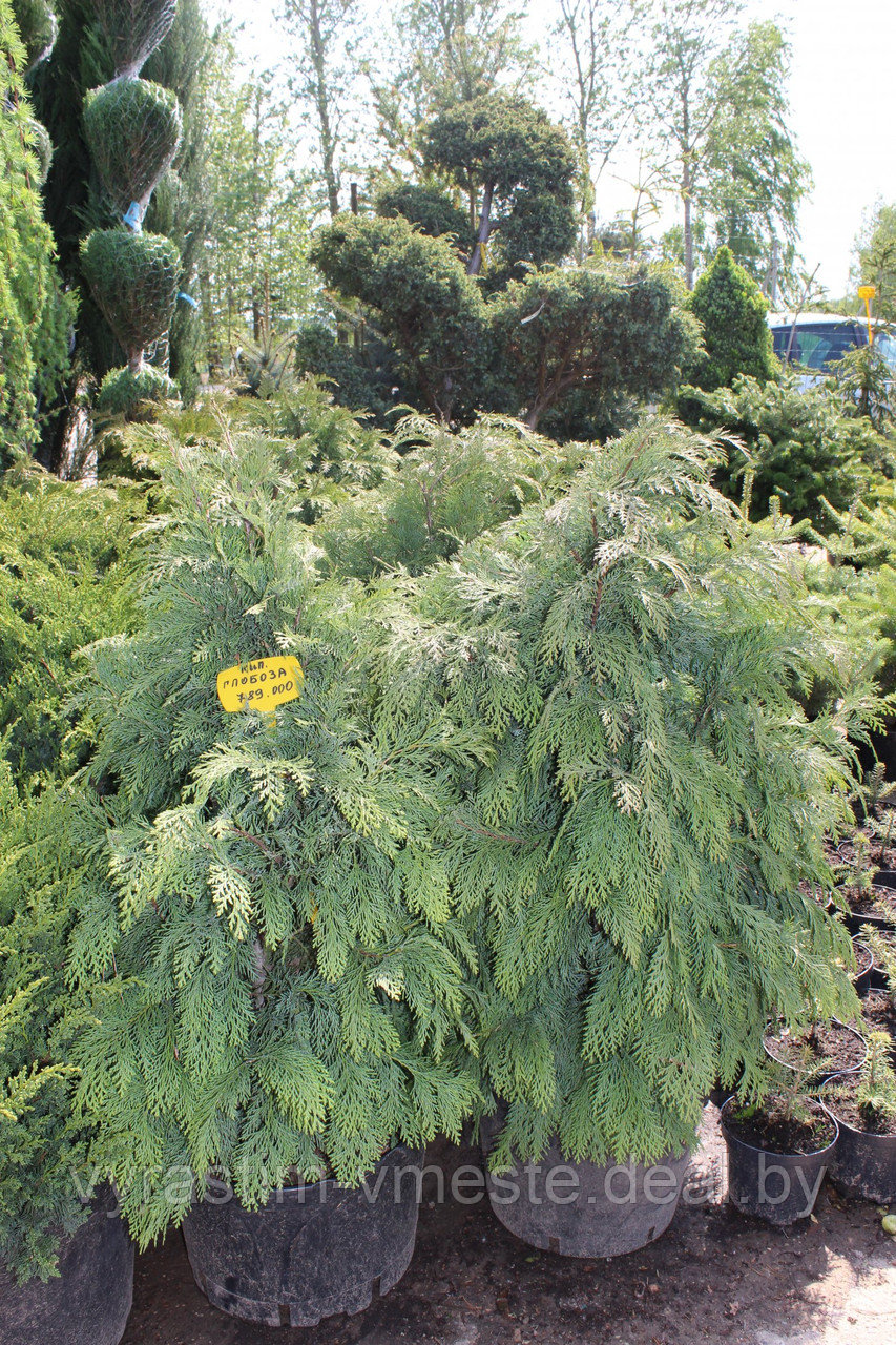 Кипарисовик Глабоза (Chamaecyparis lawsoniana ‚Globosa‛) С5