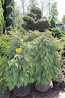 Кипарисовик Глабоза (Chamaecyparis lawsoniana Globosa ) С5