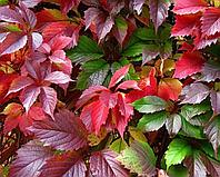 Виноград девичий "Redwall" (Parthenocissus quinquefolia) р9