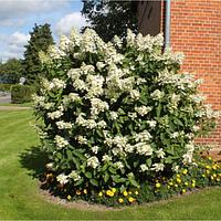 Гортензия метельчатая Киушу (Hydrangea paniculata Kyushu) С3