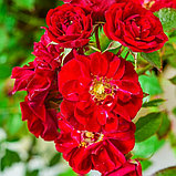 Роза почвопокровная Ред Фейри, фото 3