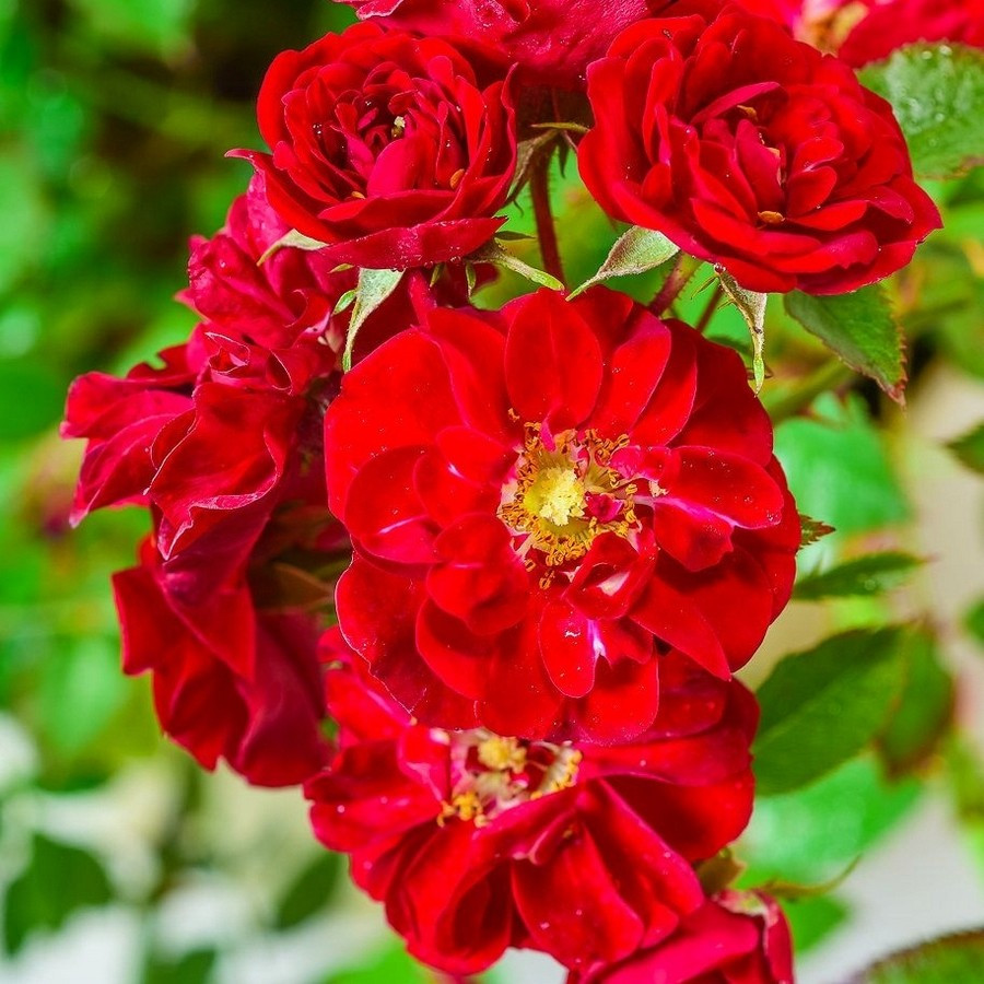Роза почвопокровная Ред Фейри - фото 2 - id-p158721030
