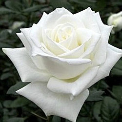 Роза чайно-гибридная "Анастасия"