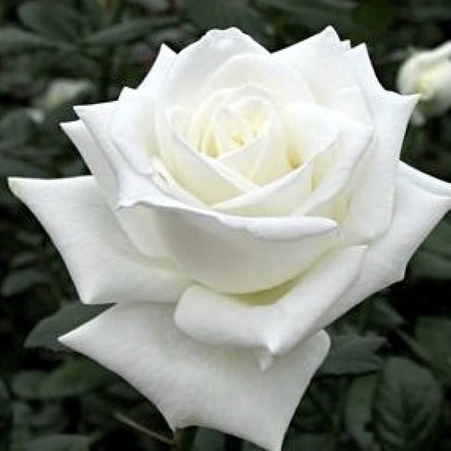 Роза чайно-гибридная "Анастасия" - фото 1 - id-p158923338