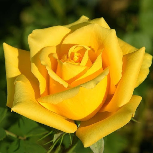 Роза чайно-гибридная "Желтый Остров"