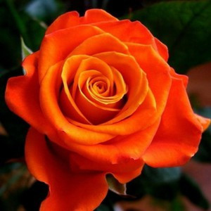 Роза чайно-гибридная "Моника" - фото 1 - id-p158923353