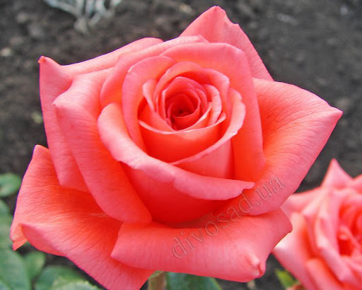 Роза чайно-гибридная "Муви Стар" - фото 1 - id-p158923357