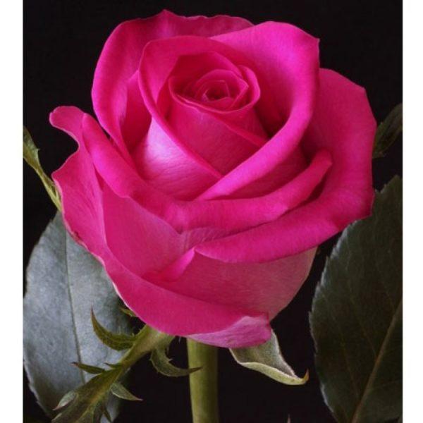 Роза чайно-гибридная "Топаз" - фото 1 - id-p158923629