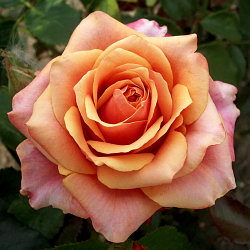 Роза чайно-гибридная "Черри Бренди"