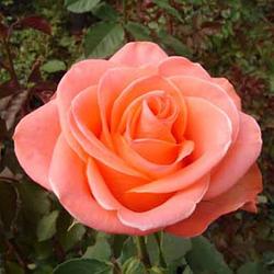 Роза чайно-гибридная "Вавум"