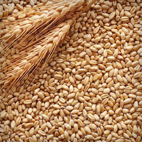 Зерно пшеницы 1 кг