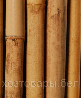 Опора бамбуковая 245см 22-24мм