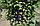 Саженцы сорта колоновидной сливы Блю Свит, фото 3