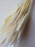 Колосья пшеницы остистой , выбеленные, 40шт., фото 2