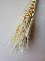 Колосья пшеницы остистой , выбеленные, 40шт.